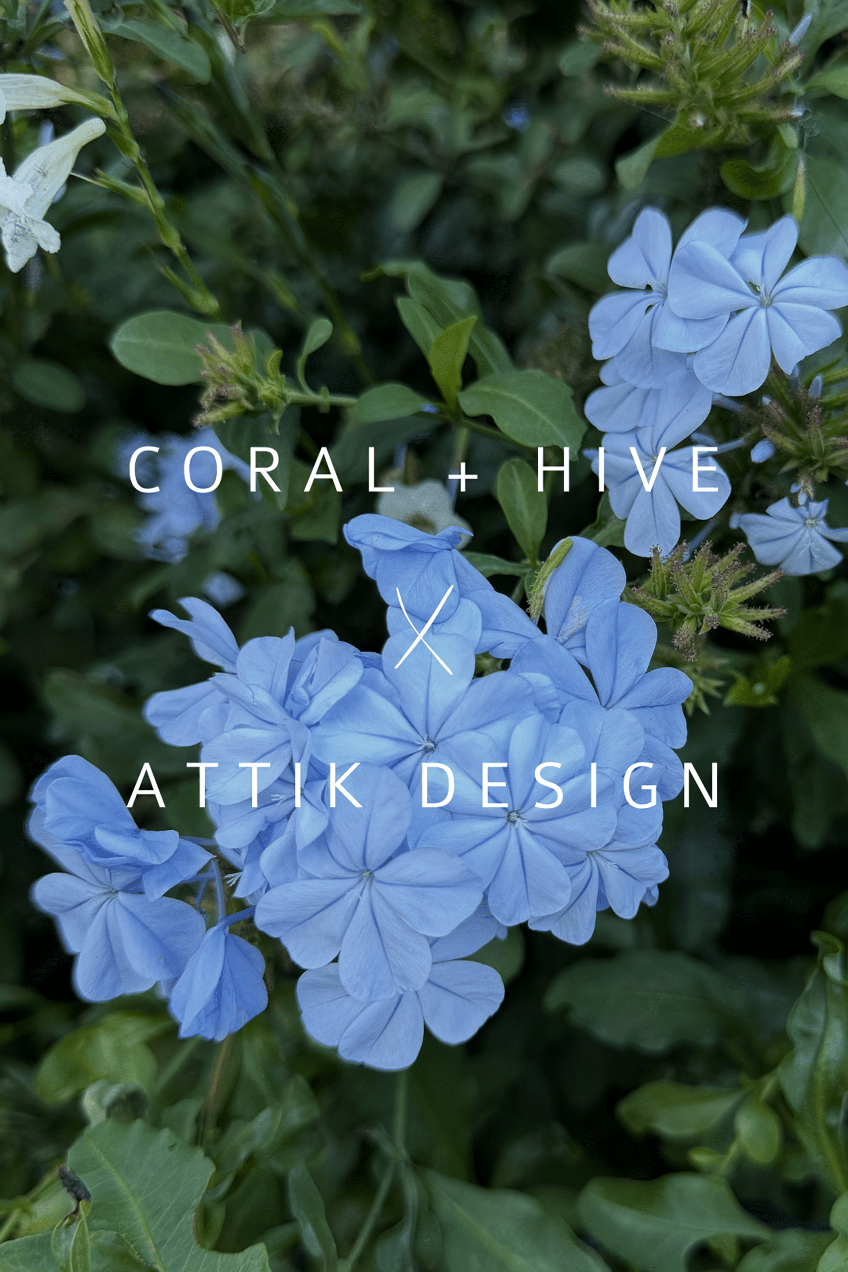 Coral + Hive X ATTIC Design Collaboration